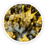 Bladderwrack Powder