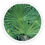 Saw Palmetto